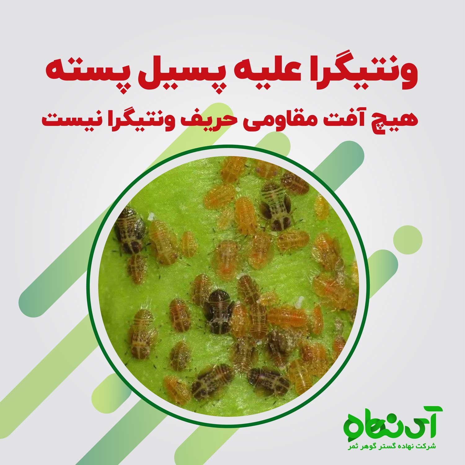 ونتیگرا علیه پسیل پسته هیچ آفت مقاومی حریف ونتیگرا نیست 